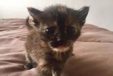 猫的视频,跟随猫咪视频，领略萌态百出