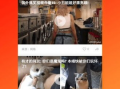 久久视频播放,重温经典，畅享视听盛宴