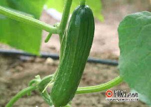 娱乐瓜吃瓜,明星们的幕后故事与甜蜜瓜料 第3张 娱乐瓜吃瓜,明星们的幕后故事与甜蜜瓜料 第3张