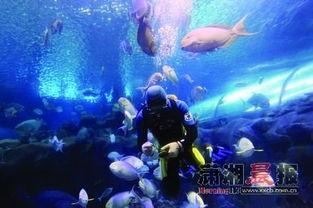 一线吃瓜娱乐圈海底见月,一线“吃瓜”达人海底探月奇遇记  第3张