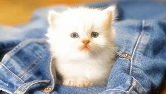 娱乐吃瓜茶小猫,揭秘茶小猫的幕后故事  第2张