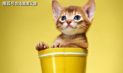 娱乐吃瓜茶小猫,揭秘茶小猫的幕后故事  第3张