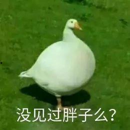 娱乐吃瓜鹅鸭视频  第2张