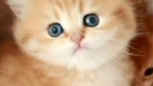 小奶猫视频,小奶猫视频里的温馨日常