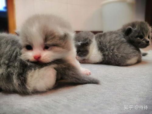 小奶猫视频,小奶猫视频里的温馨日常 第2张 小奶猫视频,小奶猫视频里的温馨日常 第2张