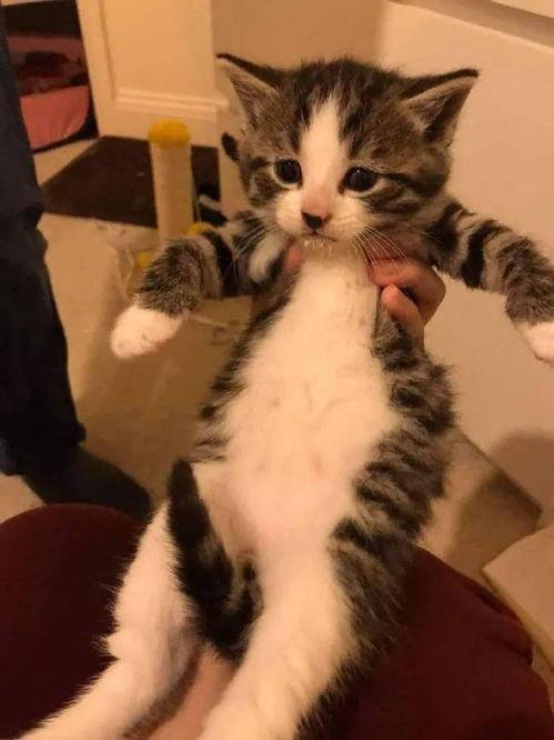 小奶猫视频,小奶猫视频里的温馨日常 第3张 小奶猫视频,小奶猫视频里的温馨日常 第3张