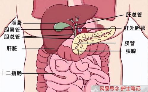 娱乐吃瓜酱胰腺癌,胰腺癌的成因与预防  第2张
